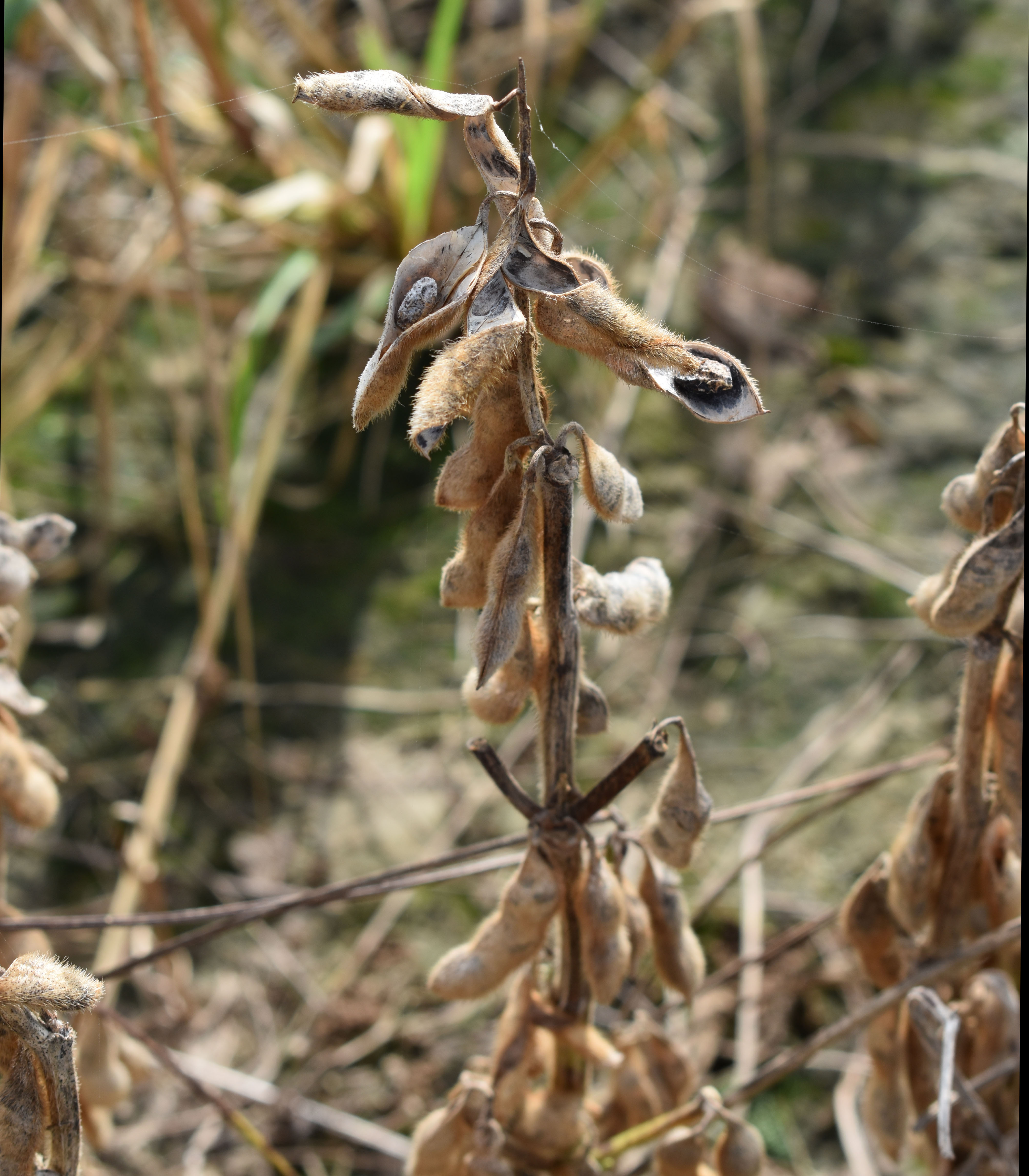 damaged beans in dried  podsjpg.jpg thumbnail